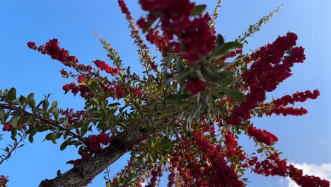 Wonderful-view-of-sky-under-barberry-tree-in-the-garden-the-red-ripe-fruits-in-harvest-season-source-of-vitamin-is-healthy-delicious-fruit-with-tart-sour-taste-in-autumn-in-Iran-sun-dry-tasty-fruit