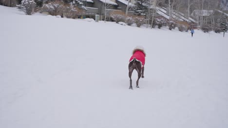 German-Short-Haired-Pointer-Dog-in-Winter-Jacket-Running-on-Snow,-Slow-Motion