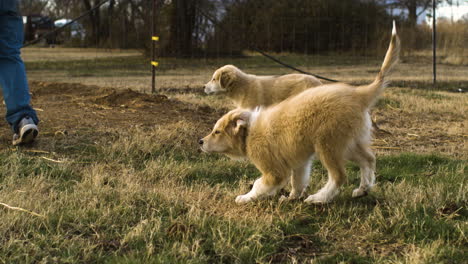 Slow-motion-shot-of-two-playful-puppy-dogs-jumping-and-wondering-on-farm,-day