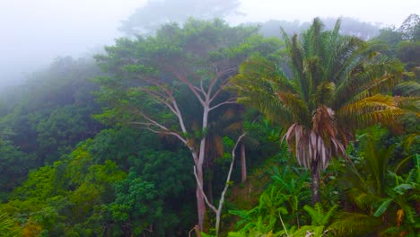 Große-Bäume-Im-Dschungel-Kolumbiens-An-Einem-Nebligen-Morgen
