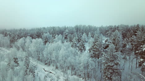 Vuelo-Aéreo-Sobre-Bosques-Durante-El-Invierno-Hacia-Una-Cabaña-Cubierta-De-Nieve,-Laponia
