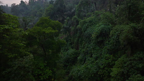 Dense-vegetated-forest-with-vines-climbing-up-canopy-of-tall-tropical-trees,-aerial-dolly