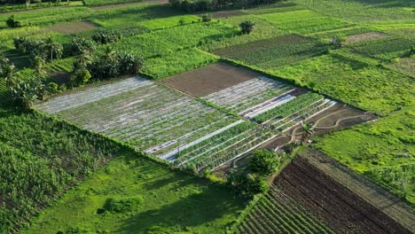 Exuberantes-Tierras-De-Cultivo-Verdes-Con-Cultivos-Variados-Y-Parches-En-Virac,-Catanduanes,-Vista-Aérea