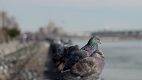 Discover-urban-charm-at-John-Jay-Park,-Upper-East-Side,-NYC,-as-pigeons-gracefully-navigate-the-cityscape