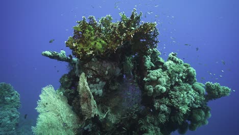 Impresionante-Y-Vibrante-Montículo-Vertical-De-Arrecifes-De-Coral-Rodeado-De-Abanicos-De-Corales-Y-Peces-Ramificados