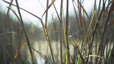 Close-up-of-reeds-blowing-in-the-wind