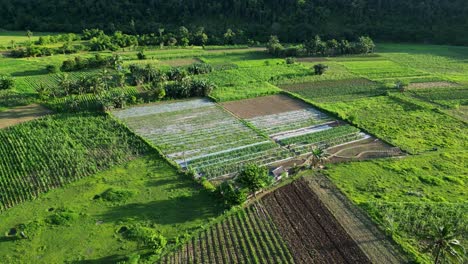 Aerial-drone-shot-of-vast-farmland-and-crop-fields-in-a-tropical,-Philippine-province