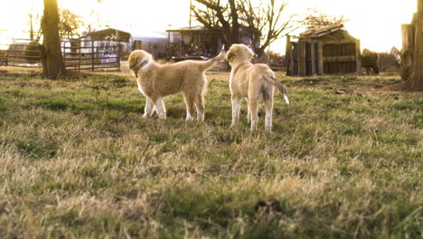 Adorable-scene-of-two-golden-hair-dogs-playing-outside-on-farm-field,-golden-hour