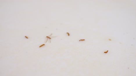 Termites-soldier-and-winged-reproductive-in-bathroom-bath-tub