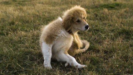 Full-shot-of-adorable-golden-dog-scratching-neck-outside-on-grass,-slowmo