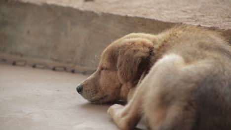 Close-up-of-cute-sleepy-puppy.-Static