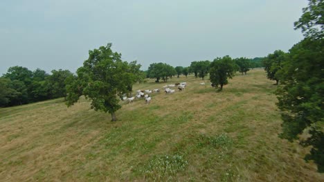 Scenic-Landscape-Of-Lipica-Stud-Farm-With-Lipizzaner-Horses-In-The-Pasture---Drone-FPV