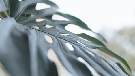 Monstera-house-plant-leaf-with-holes-blowing-in-the-wind