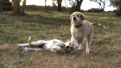 Two-Anatolian-Pyrenees-Puppies-Playing-On-Grass