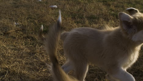 Zwei-Entzückende-Anatolische-Schäferhunde-Mischen-Tolle-Pyrenäenwelpen,-Die-Draußen-Spielen