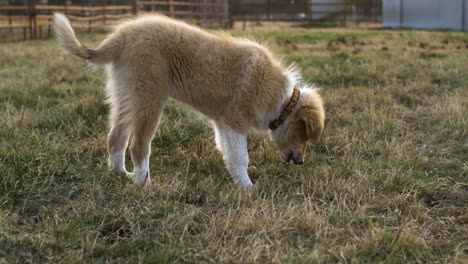 Single-Anatolian-shepherd-mixed-great-Pyrenees-dog-eating-grass-outside,-full-shot