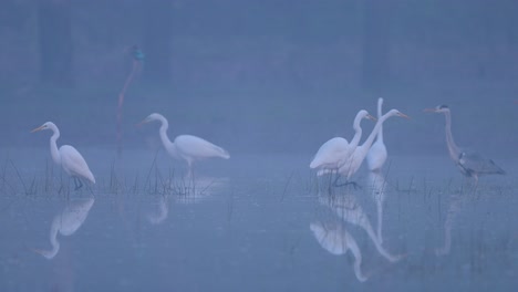 Flock-of-Great-White-Herons-with-Reflection-in-Water-in-beautiful-Misty-morning-of-Winter