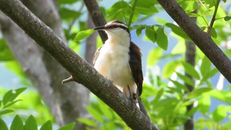 Rare-brown-white-colored-Bicolored-wren-on-a-branch-in-the-jungle-of-Colombia
