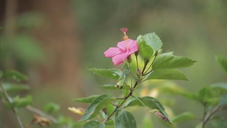 A-beautiful-pink-hibiscus-flower-on-green-leaves