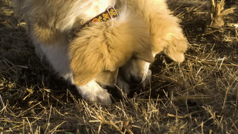 High-angle-closeup-of-golden-great-pyrenees-dogs-digging-ground-soil,-slowmo