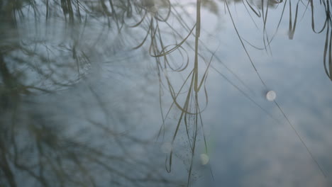 Reflection-of-natural-reeds-and-plants-in-still-water-than-starts-to-move-and-ripple