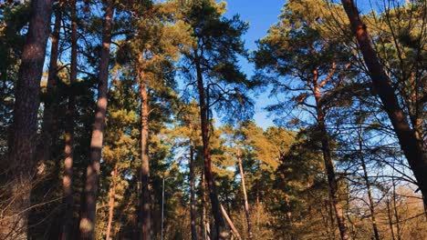 Scenic-low-angle-view-of-long-pine-trees-in-the-forest-under-blue-sky-on-a-sunny-summers-day