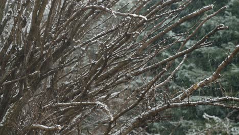 Snowflake-falling-down-against-nature-background