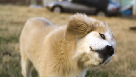 Closeup-of-dog-head-shake-in-slow-motion,-puppy-golden-dog,-outdoor,-day