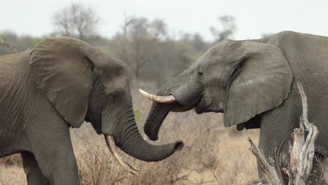 Two-elephant-bulls-touching-each-other-with-their-trunks,-South-Africa