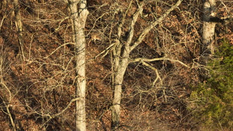 Foraging-White-Tailed-Deer-Behind-Dried-Bare-Woods-Near-Lake-Flint-Creek,-Arkansas,-USA