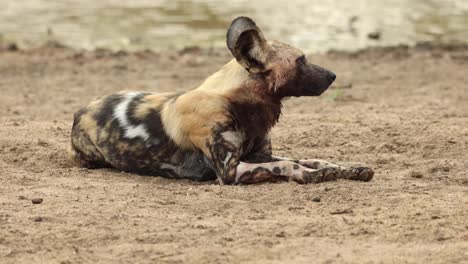 Ein-Erwachsener-Afrikanischer-Wildhund-Hebt-Seinen-Kopf,-Während-Er-Sich-Neben-Wasser-Legt