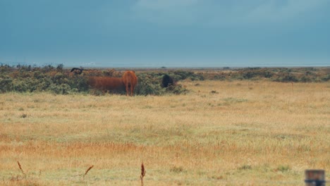 Eine-Herde-Kühe-Grast-Auf-Der-Ree-Range-Weide-An-Der-Dänischen-Küste