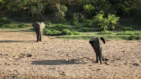 Herd-of-elephants-emerging-from-thicket-to-join-another-one-in-riverbed