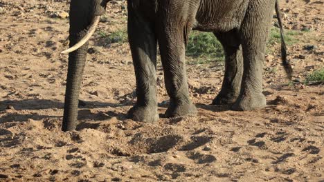Elephant-spraying-itself-with-water-dug-from-sandy-riverbed,-close-up