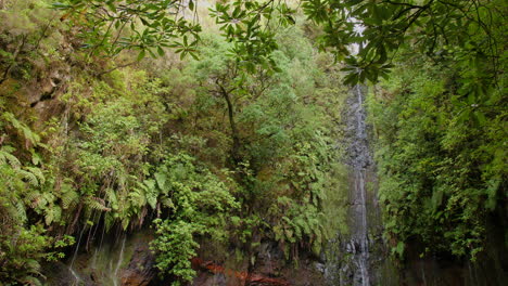 Cascada-Madeira-25-Fuentes-Cascada-Da-Risco-Exótica-Selva-Tropical