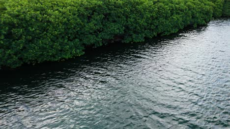 Mangrove-forest-grows-along-edge-of-deep-dark-brackish-water,-aerial-pullback