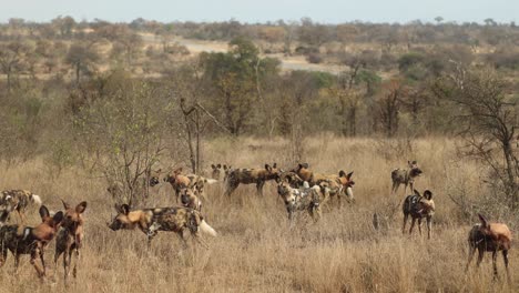 Riesiges-Rudel-Afrikanischer-Wildhunde,-Die-Im-Krüger-Nationalpark-Interagieren
