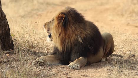 Big-male-lion-looking-up-then-forward-while-lying-down,-South-Africa
