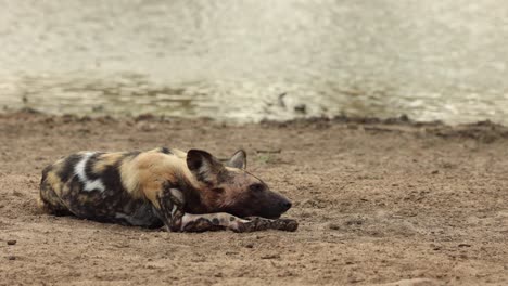 Erwachsener-Afrikanischer-Wildhund-Ruht-Neben-Wasserloch,-Krüger-Nationalpark