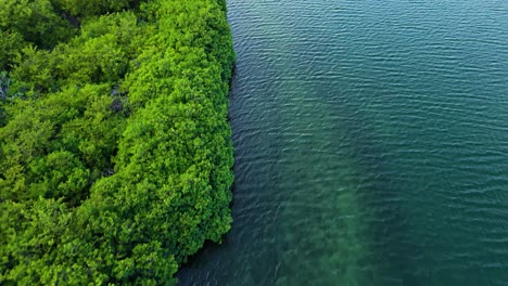 Mangrove-forest-and-mudflats-with-ocean-water-ripples,-aerial-overview