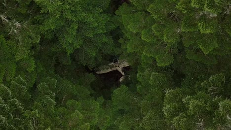 Lifting-Birdseye-view-of-an-unmanned-airplane-wreck-in-a-green-forest-with-high-trees