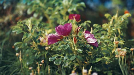 Zarte-Duftende-Blüten-Der-Heckenrose-In-Nahaufnahme