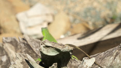 Close-up-of-Young-Green-Iguana-Crawling-on-Old-Rustic-Log---slow-motion