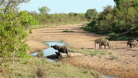 Herd-of-elephants-joining-waterhole-in-riverbed-with-giraffe-in-background