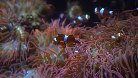 Eine-Gruppe-Orange-weiß-Gestreifter-Clownfische-Schwimmt-Um-Anemonen-Auf-Einem-Riff-In-Kristallklarem-Wasser