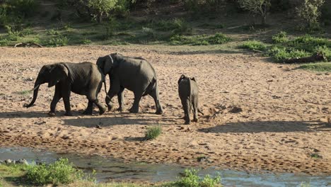 Weitwinkelaufnahme-Von-Elefanten,-Die-Entlang-Des-Sandigen-Flussbetts-In-Südafrika-Laufen