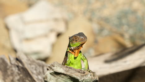 Head-Close-up-Young-Green-Iguana-Looking-Out-in-Sunlight-Stabding-on-Tip-Of-Old-Log-in-Desert