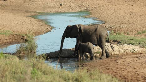 Mother-elephant-and-calf-drinking-together-from-pool-of-water-in-riverbed