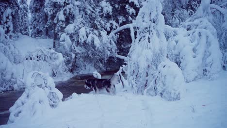 Alaskan-Malamute-Hund-Läuft-Im-Winter-Durch-Den-Verschneiten-Wald-–-Weitwinkelaufnahme