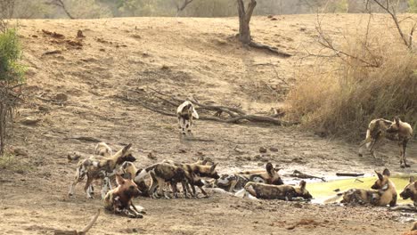 African-wild-dog-puppies-joining-adults-at-waterhole,-Kruger-National-Park